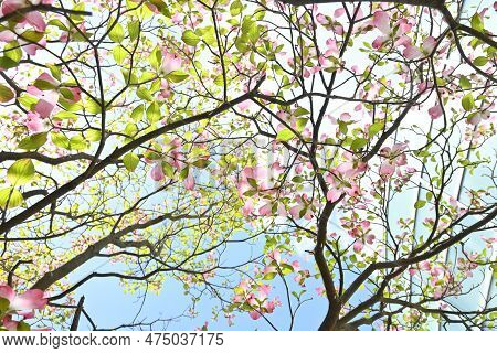Flowering Dogwood ( Cornus Florida ) Pink Flowers. Cornaceae Deciduous Flowering Tree Native To Nort