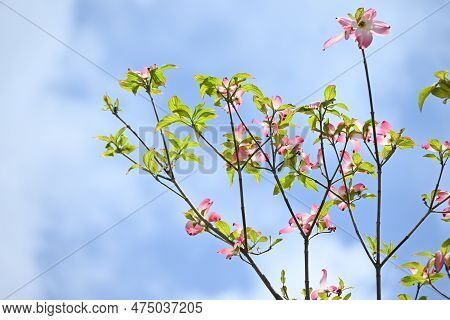 Flowering Dogwood ( Cornus Florida ) Pink Flowers. Cornaceae Deciduous Flowering Tree Native To Nort