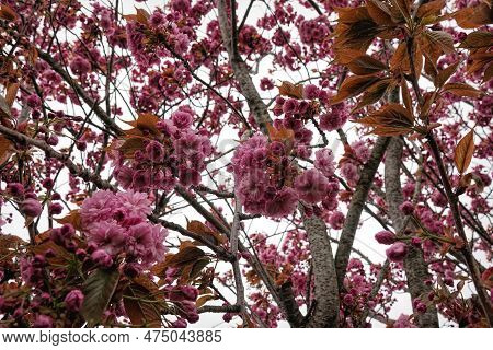 Natural Closeup On The Rich Pink Colored Seasonal Blossoming Japaneses Cherry Tree, Prunus Serratula