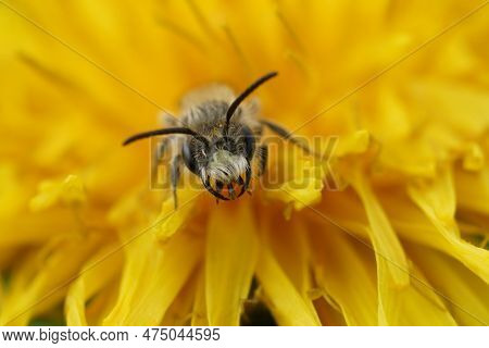 Natural Facial Closeup Onh The Typical White Snout Of A Male Red-bellied Miner, Andrena Ventralis On