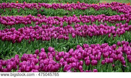 Vibrant Purple Tulips In Full Bloom, Planted In Even Rows, In Goztepe Park During The Annual Istanbu