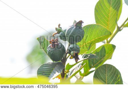 Guava Tree, Myrtaceae Or Psidium Guajava Linn Or Guave Seed