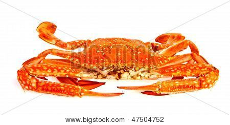 Crabe cuit à la vapeur en isolé sur fond blanc