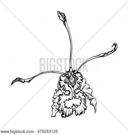 Hand Drawn Vector Ink Orchid, Monochrome, Detailed Outline. Close-up Drawing Of Single Psychopsis Ex