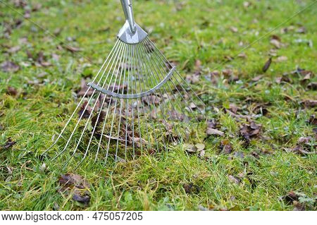 Wire Leaf Rake Removing Old Brown Leaves From The Grass In The Meadow, Cleaning Up In Garden And Yar