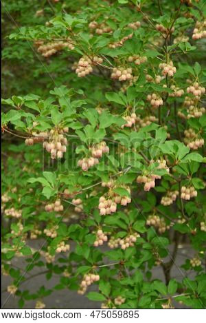Redvein Enkianthus ( Enkianthus Campanulatus ) Flowers. Ericaceae Deciduous Shrub Endemic To Japan. 