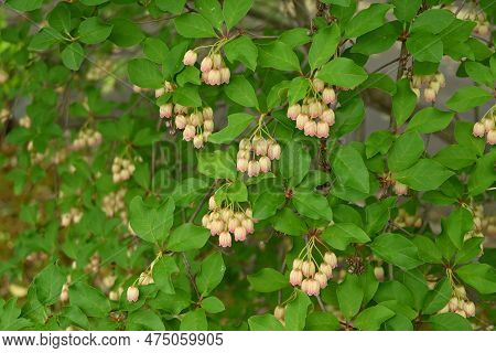 Redvein Enkianthus ( Enkianthus Campanulatus ) Flowers. Ericaceae Deciduous Shrub Endemic To Japan. 