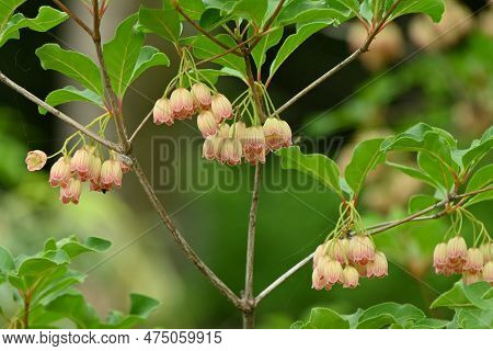 Redvein Enkianthus ( Enkianthus Campanulatus ) Flowers. Ericaceae Deciduous Shrub Endemic To Japan. 