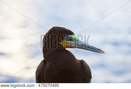 Portrait Of A Brown Booby Bird, Sula Leucogaster Sitting On A Ship In The Ocean, Close-up.