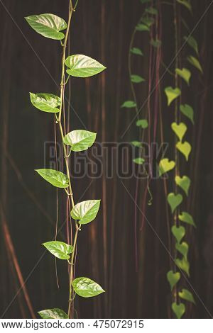 Green Heart-shaped Leaves On Branch Of Javanese Treebine Or Grape Ivy Plant Are Growing On Root Hang