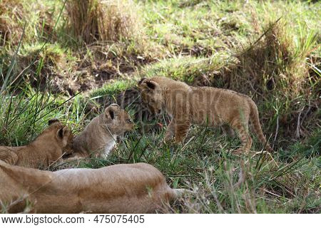 Cute Lion Cub Agrresively Attacks His His Two Siblings