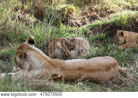 Cute Lion Cub Agrresively Attacks And Bites His Two Siblings