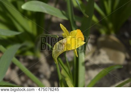Daffodil Jetfire Flower Bud In The Spring