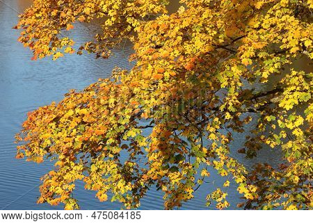 Autumn Yellow Leaves Of Maple Tree With Black Dots. Rhytisma Acerinum.