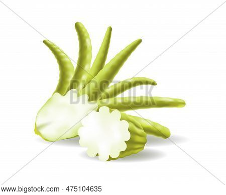 Green Buddha Hand Fruit. Chinese Japanese Citrus Medica Vector Illustration, Vietnam Fingered Citron