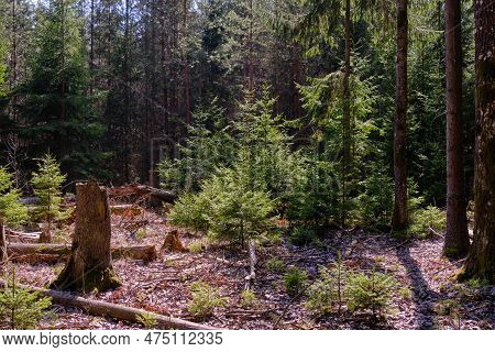 Young Norwegian Spruces Illuminated By Spring Midday Sun In Coniferous Forest, Bialowieza Forest, Po