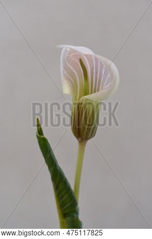 Cobra Lily Urashima ( Arisaema Urashima ) A Spathe And Spadix. Araceae Perennial Bulbous Plant Nativ