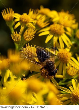 A Large Bee-like Fly Sits On A Yellow Flower, Macro. Hover Flies, Also Called Flower Flies Or Syrphi