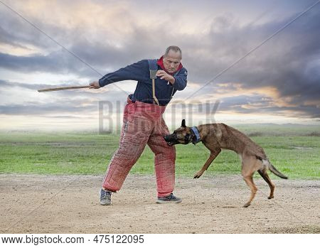 Young Belgian Shepherd Training In The Nature For Security