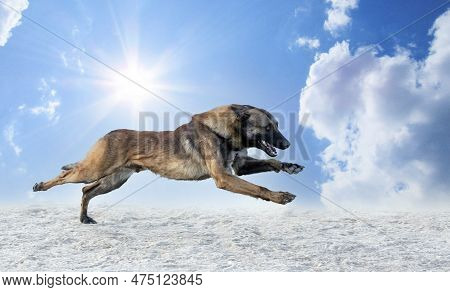 Young Belgian Shepherd Training In The Nature For Security