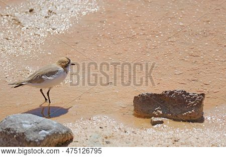 Puna Plover Bird Walking On The Shore Of Chaxa Lagoon, Part Of Salar De Atacama Salt Flat In Antofag