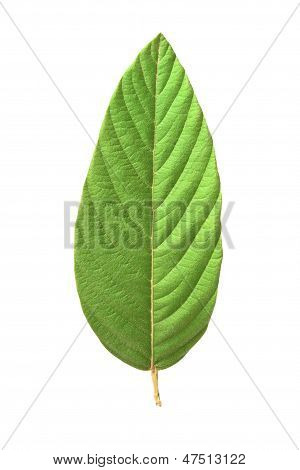 Hoja verde