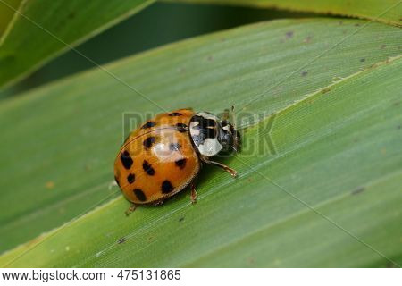 Natural Closeup On The Invasive Harlequin, Multicoloured Or Asian Lady Beetle, Harmonia Axiridis Sit