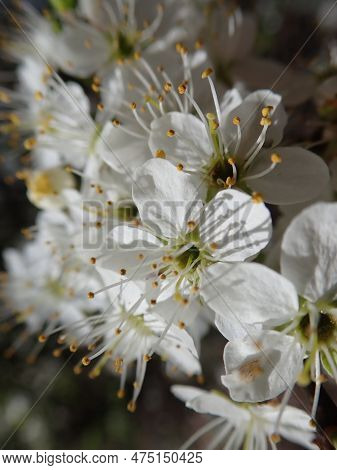 Detail Lof Branch Of A White Blossoming Tree