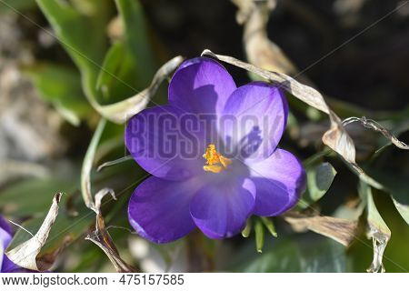 Dutch Crocus Grand Maitre Flower In The Spring
