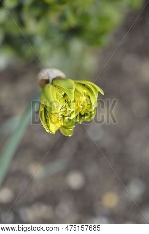 Double Daffodil Rip Van Winkle Flower Bud