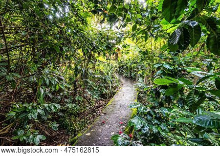 Lovely Garden Of A Guesthouse At Mucuge In The Chapada Diamantina National Park, Bahia In Brazil