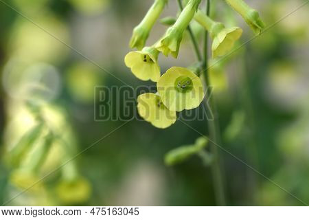 Langsdorff's Tobacco ( Nicotiana Langsdorffii ) Flowers.langsdorff's Tobacco Has Nodding, Bell-shape