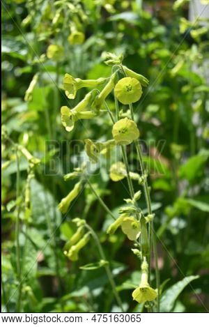 Langsdorff's Tobacco ( Nicotiana Langsdorffii ) Flowers.langsdorff's Tobacco Has Nodding, Bell-shape