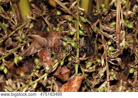 Green And Unripe Cardamom Pods In Plant In Kerala, India.is The Third Most Expensive Spice, Guatemal