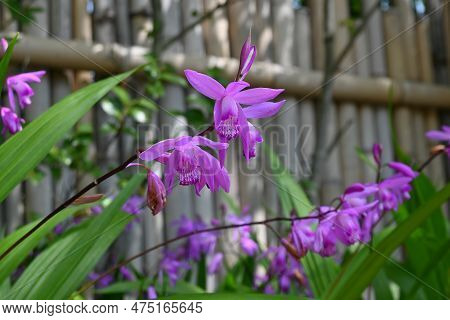 Hyacinth Orchid (bletilla Striata) Flowers. Orchidaceae Perennial Plant. Flowering Season Is From Ap