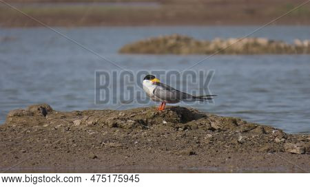Jamnagar, Gujarat, India. April-09-2023. River Tern Bird