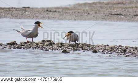 Jamnagar, Gujarat, India. April-09-2023. River Tern Bird Kill.