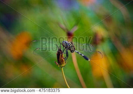 Closeup Of Green Dragonfly (erythemis Simplicicollis) In A Dry Flower