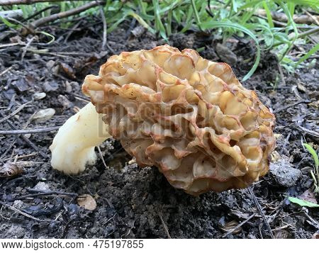Morchella Mushroom The True Morels Morchellaceae Phalloboletus Adans Boletus Tourn