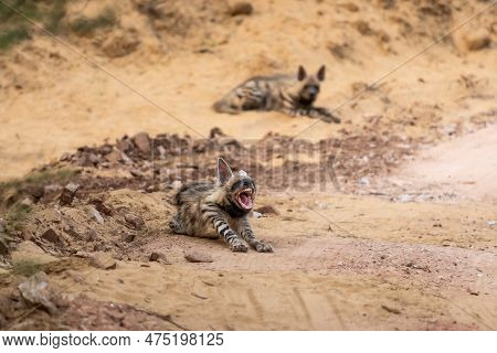 Wild Striped Hyena Or Hyaena Hyaena Family Or Pair In Action With Angry Expression During Outdoor Ju