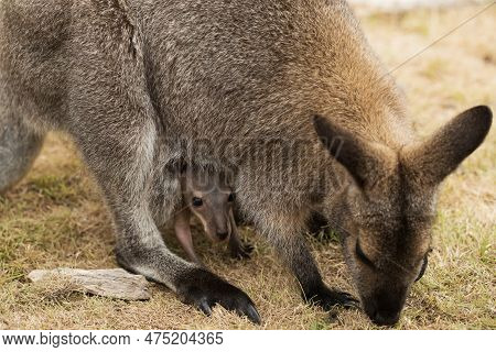 An Australian Marsupial Baby Red Necked Wallaby Joey (macropus Rufogriseus) Sticking It's Head Out O