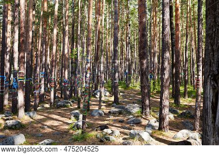 The Sacred Grove Of Buddhists. The Trunks Of Pine Trees Are Tied With Multicolored Ribbons - Hadak.