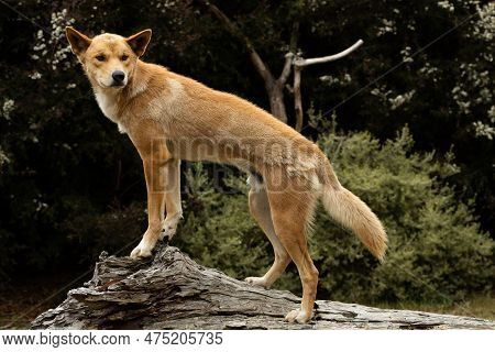 An Australian Vulnerable Animal, Wild Dingo With Orange Fur (canis Lupus Dingo)