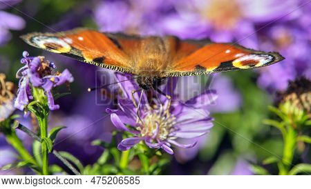 Peacock Butterfly Sitting On Blueflower, In Latin Inachis Io Or Aglais Io