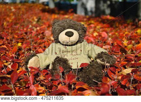 A Teddy Bear With A Cute Inscription On A Sweater Sits On Red Leaves Of A Bush