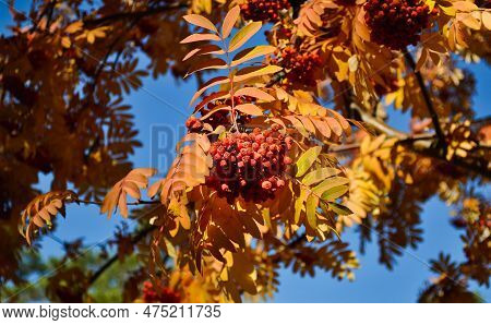 Ripe And Juicy Bunches Of Rowanberries Hang On Branches With Yellow Leaves