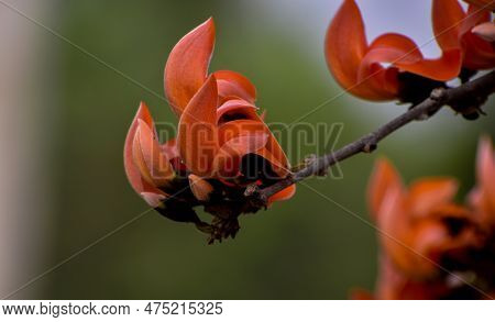 Palash Flowers, Also Known As Flame Of The Forest, Bloom In The Spring With Vibrant Orange And Red F