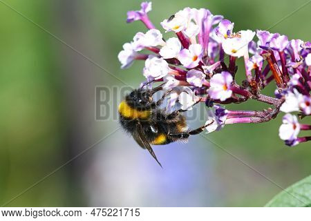 A Buff Tailed Bumblebee Feeding On Buddleia Flowers