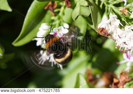 A Buff Tailed Bumblebee With Wings Blurred In Flight