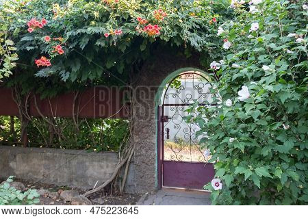 Door Covered With Hibiscus And Kampsis Bushes